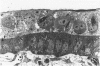 242