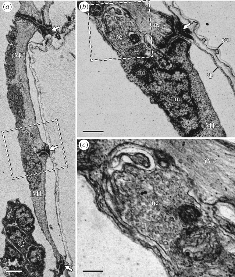 Figure 11.