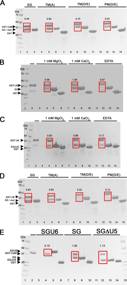 FIGURE 5.