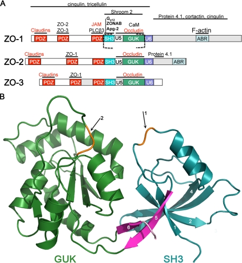 FIGURE 1.