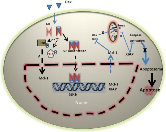 Fig. (1). A schematic model of glucocorticoid induced survival of human neutrophil.