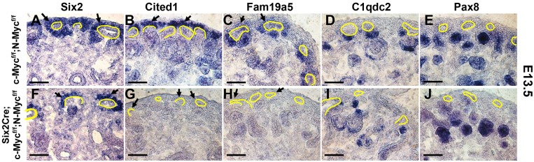 Fig. 7.