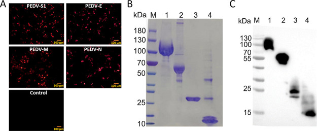 FIG 1