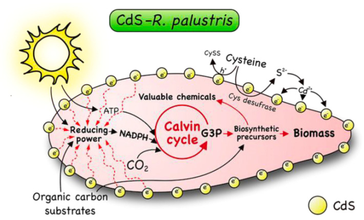 Figure 23