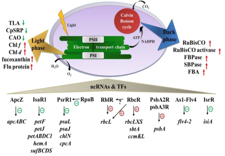 Figure 19