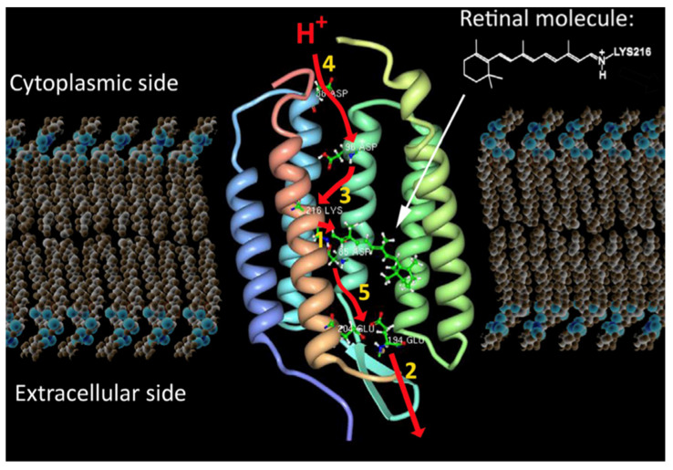 Figure 20