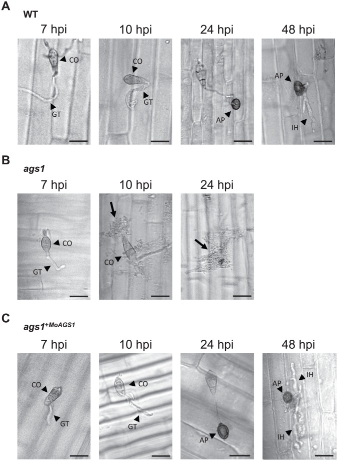 Figure 2