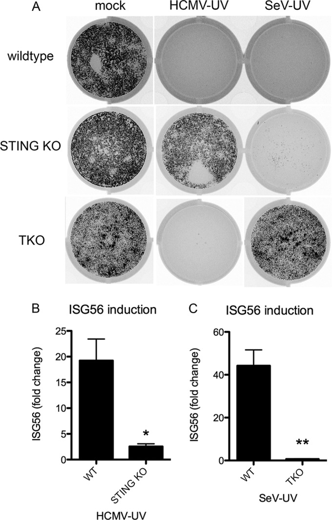 FIG 5