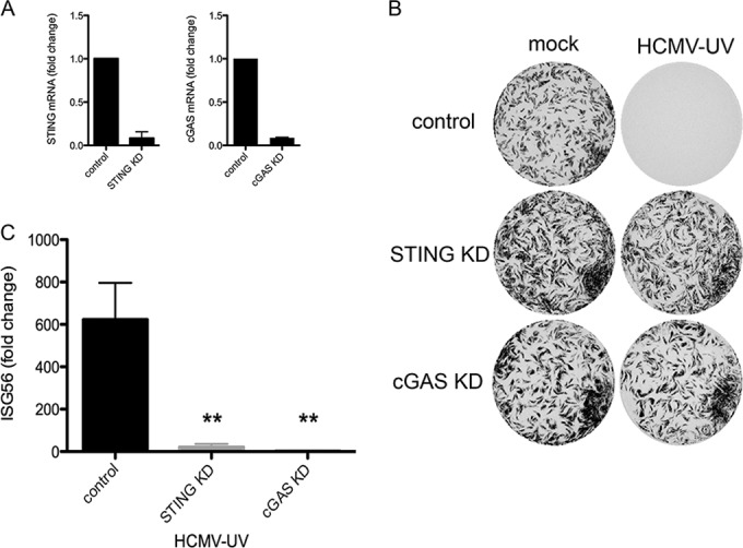 FIG 6