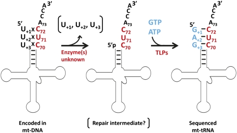 FIGURE 7.