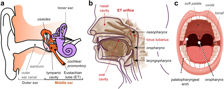 Fig. 1