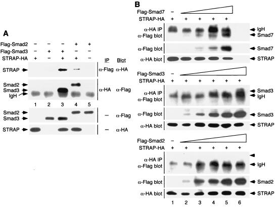 FIG. 5