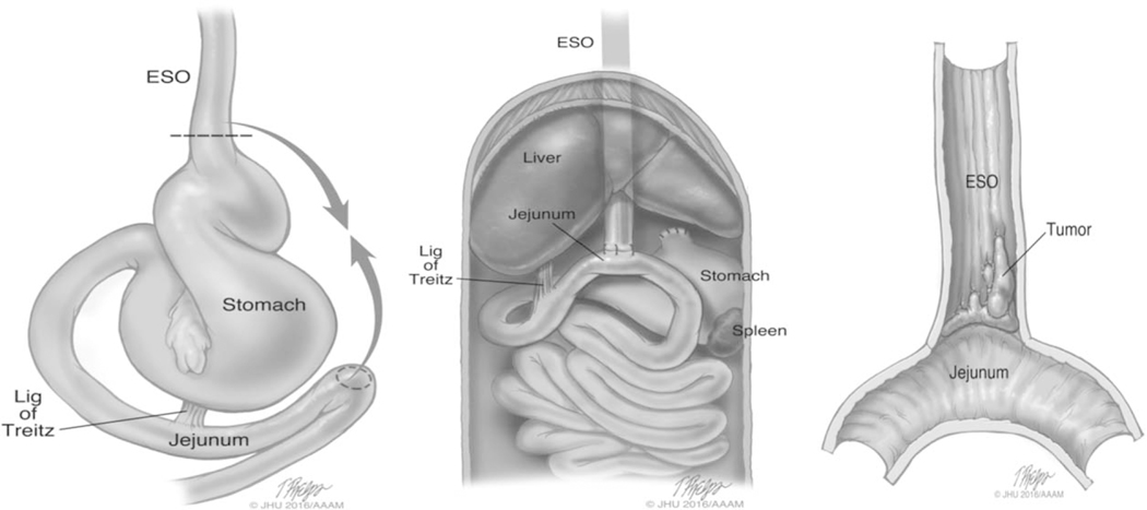 FIGURE 1.