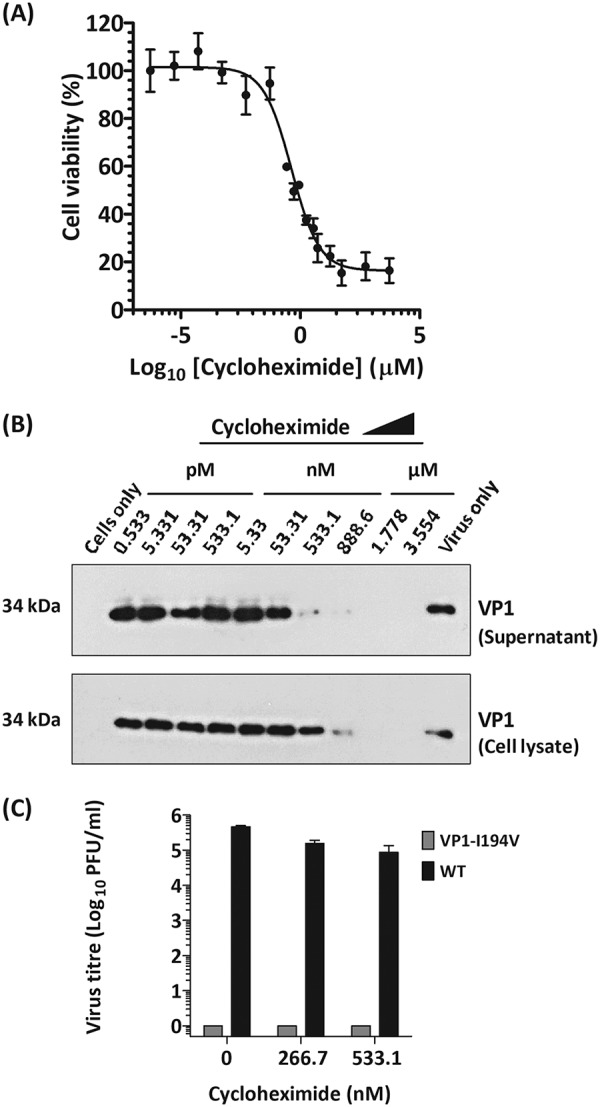 FIG 6