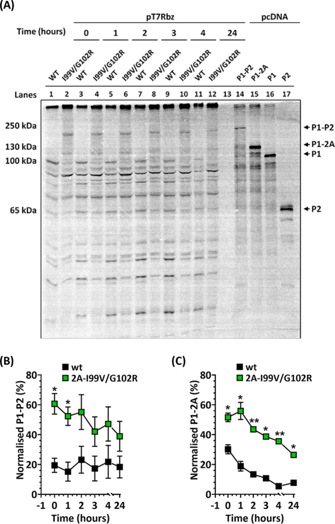 FIG 3