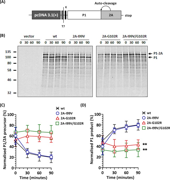 FIG 2