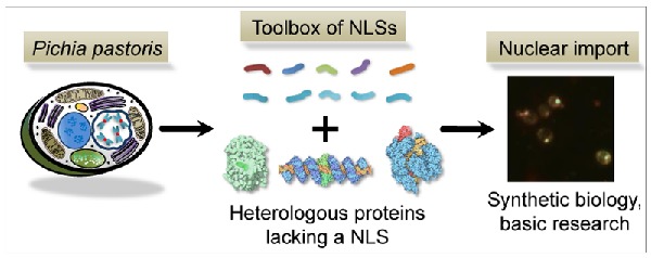 Graphical Abstract Figure.