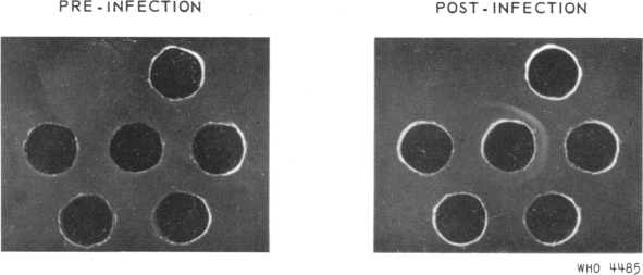 PLATE 4B