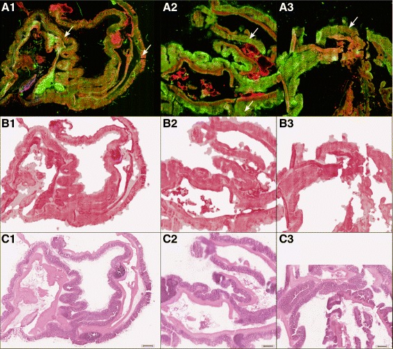 Fig. 2