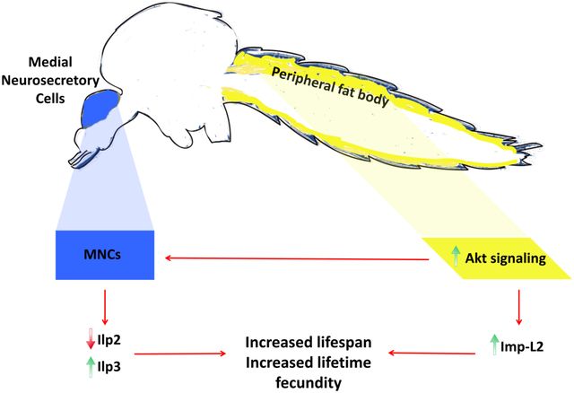 graphic file with name nihms-1538799-f0001.jpg