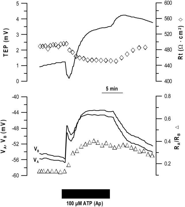 FIGURE 11