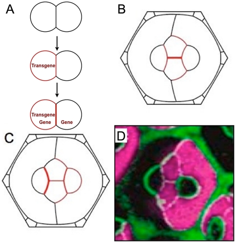 Figure 6