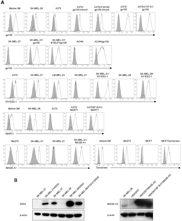 Figure 5—figure supplement 6.