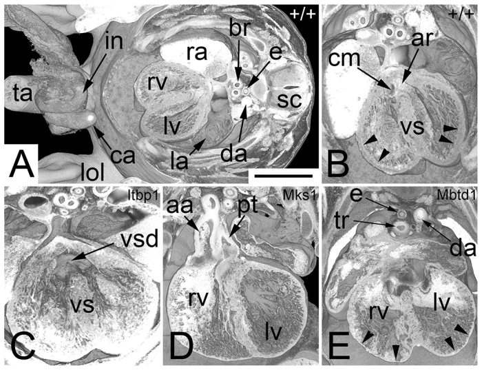 Fig. 2.