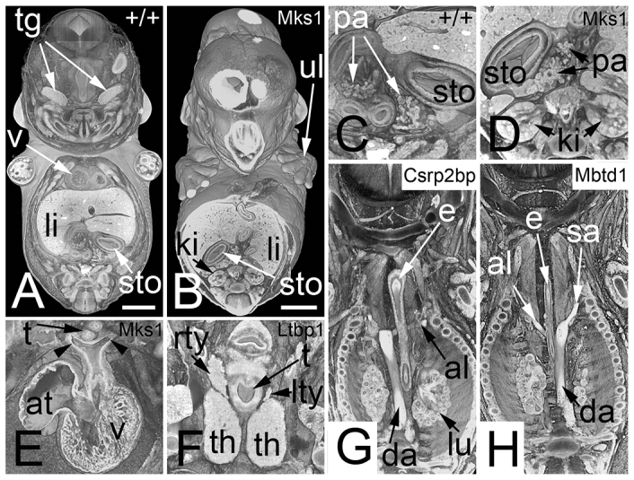 Fig. 5