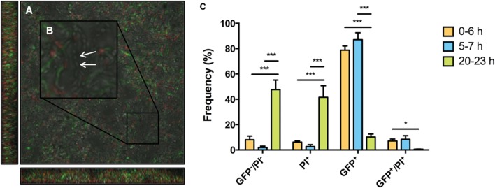 FIGURE 7