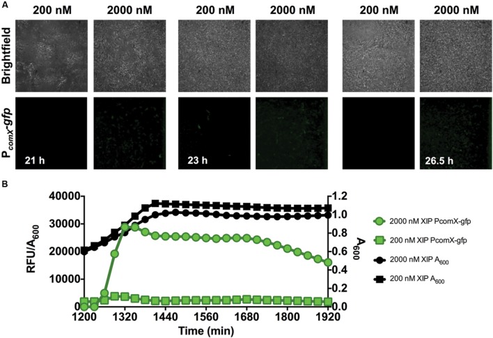 FIGURE 4