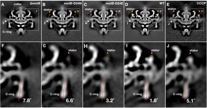 Figure 4—figure supplement 2.