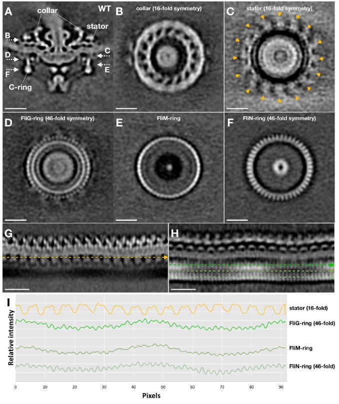 Figure 3—figure supplement 1.