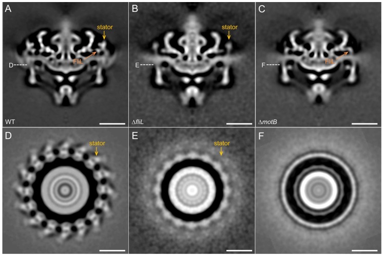 Figure 4—figure supplement 3.