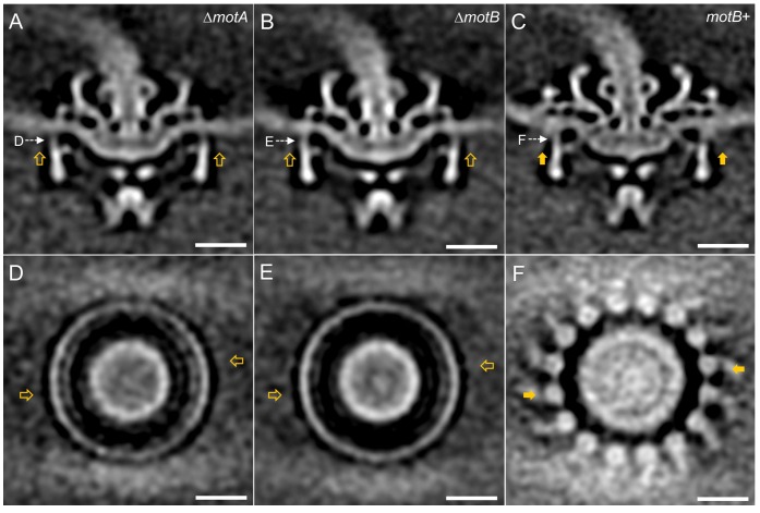 Figure 2—figure supplement 1.