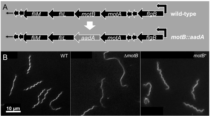 Figure 1—figure supplement 1.