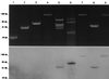 FIG. 1