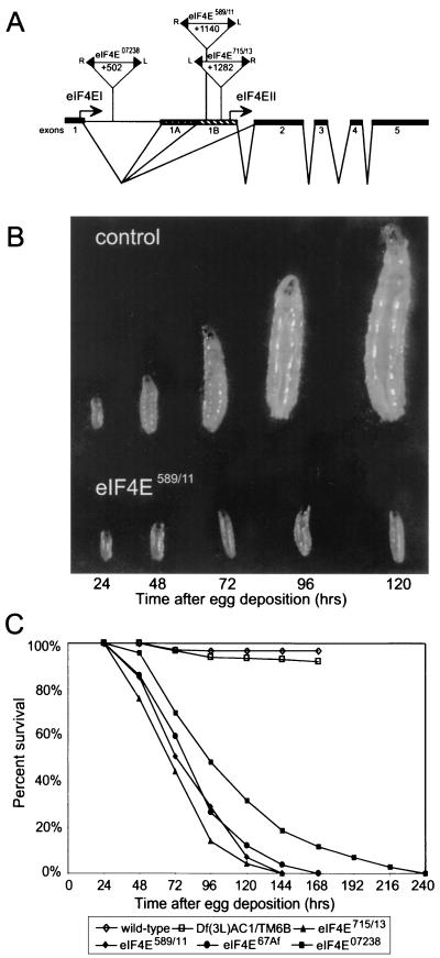 FIG. 1.