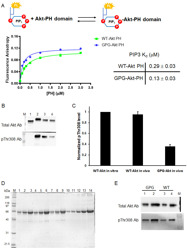 Figure 6—figure supplement 1.