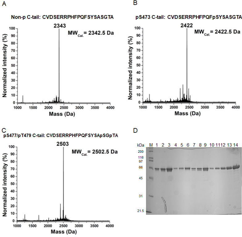 Figure 2—figure supplement 1.