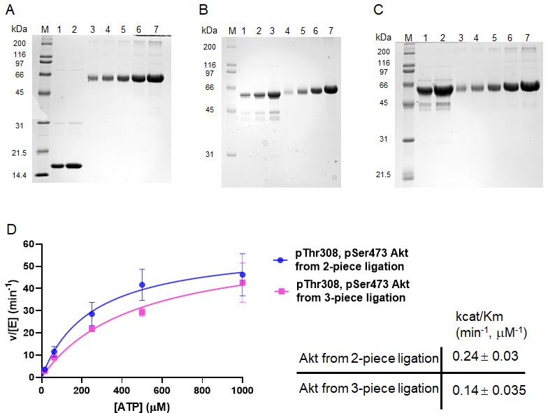 Figure 3—figure supplement 1.