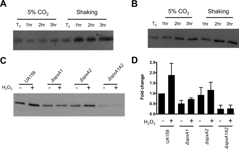 FIG 1