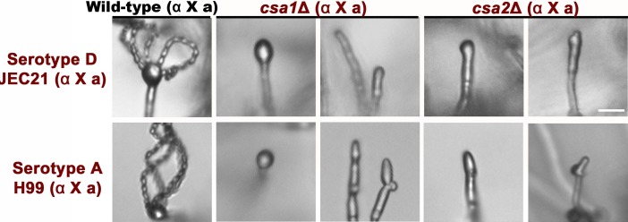 Figure 5—figure supplement 2.