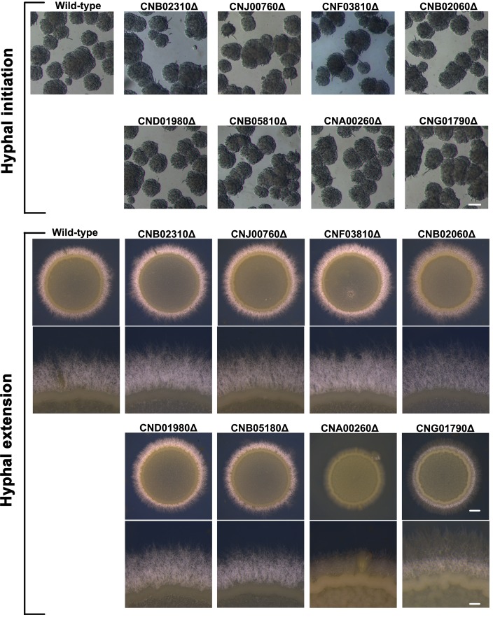 Figure 4—figure supplement 1.