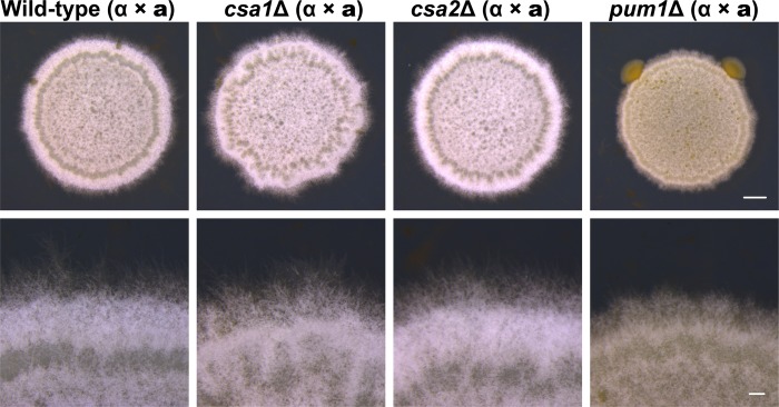 Figure 5—figure supplement 1.