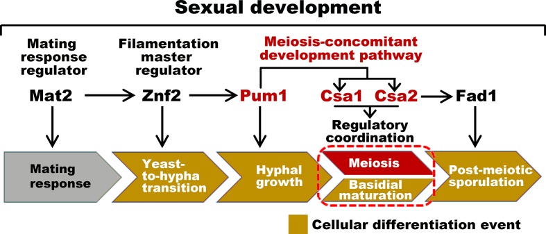 Figure 7.