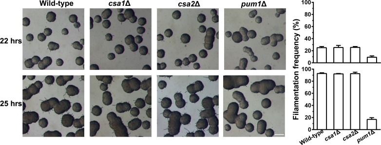 Figure 4—figure supplement 2.