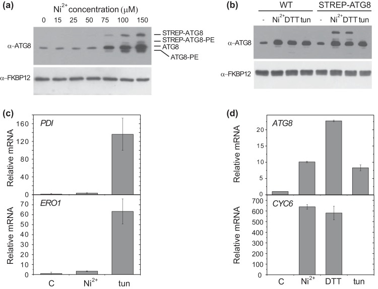 FIG 2