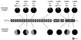 Figure 2 -