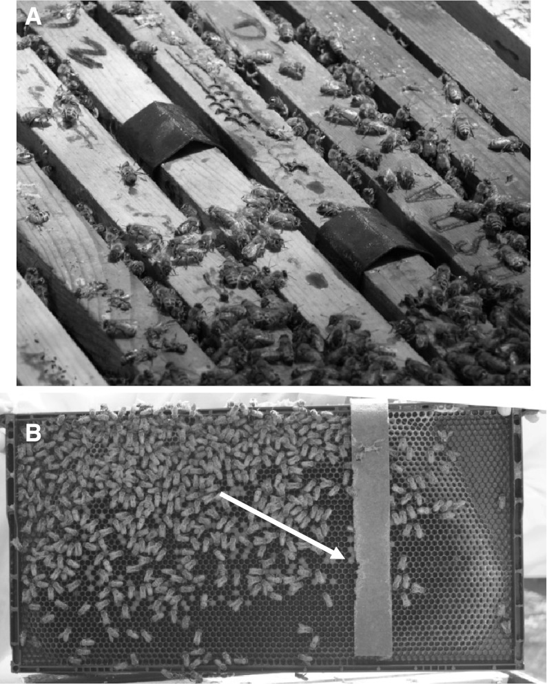 Fig. 1
